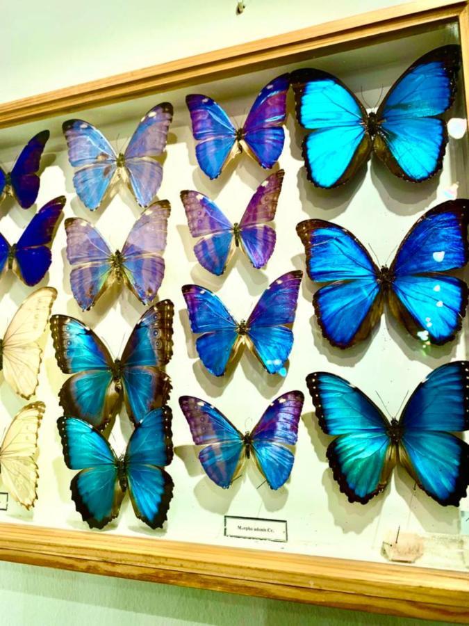 Villa Butterfly Budapest Bagian luar foto