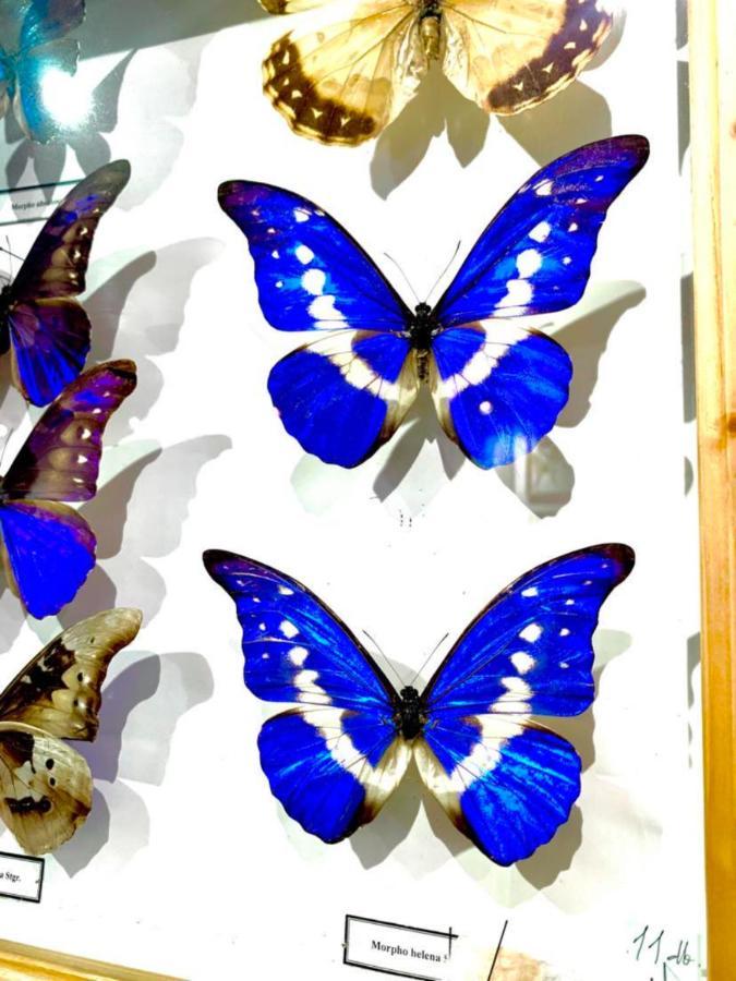 Villa Butterfly Budapest Bagian luar foto
